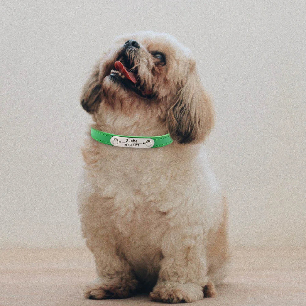 Collar de Cuero Personalizado con Placa Identificativa