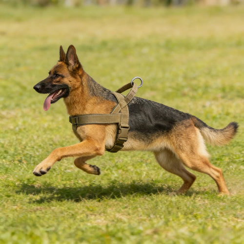 Arnés Táctico Antitirones Profesional para Perros